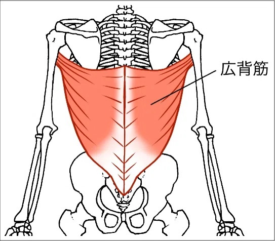 広背筋